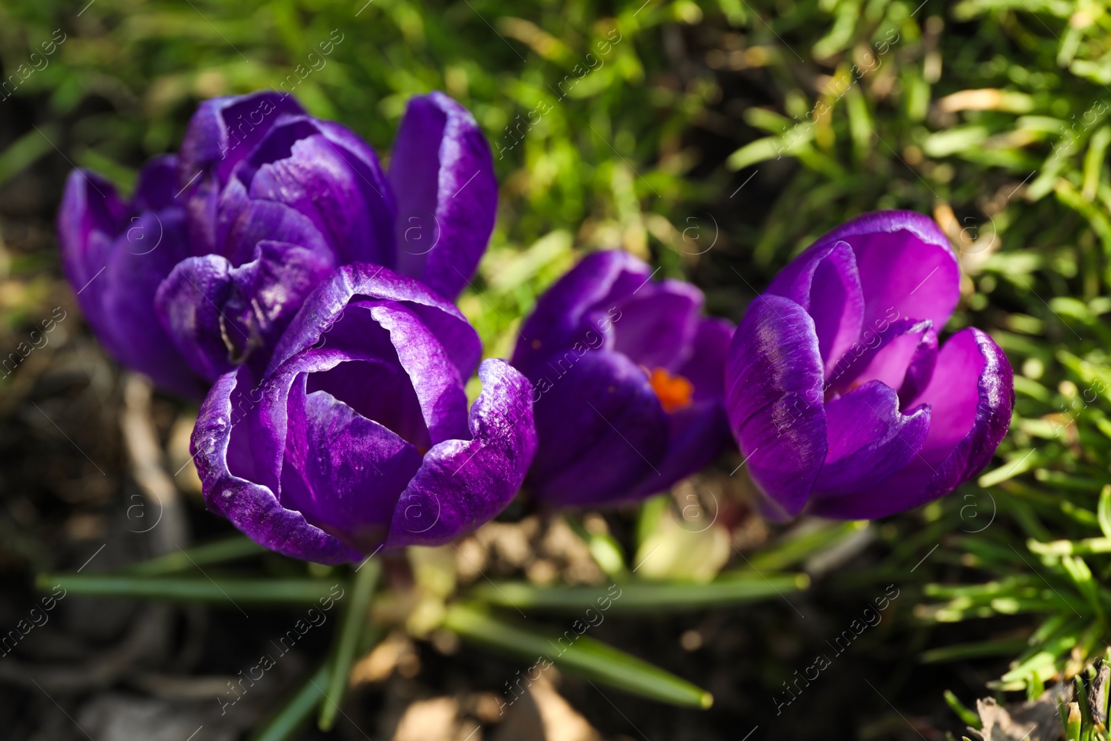 Photo of Beautiful purple crocus flowers growing in garden, closeup