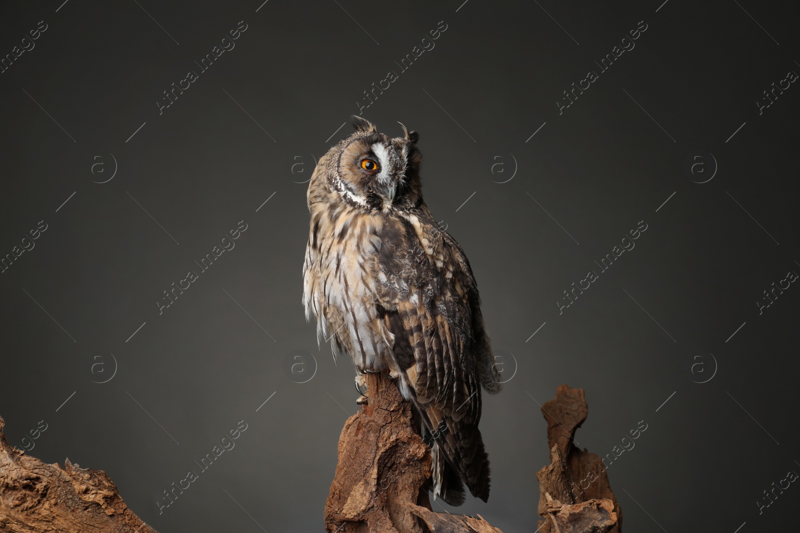 Photo of Beautiful eagle owl on tree against grey background. Predatory bird