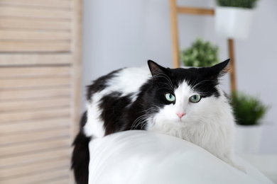 Photo of Cute cat on sofa at home. Domestic pet