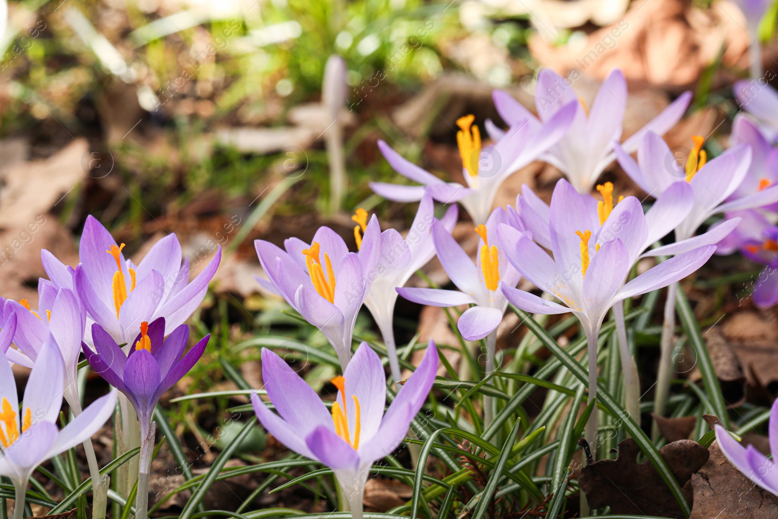 Photo of Beautiful crocus flowers growing outdoors, closeup view