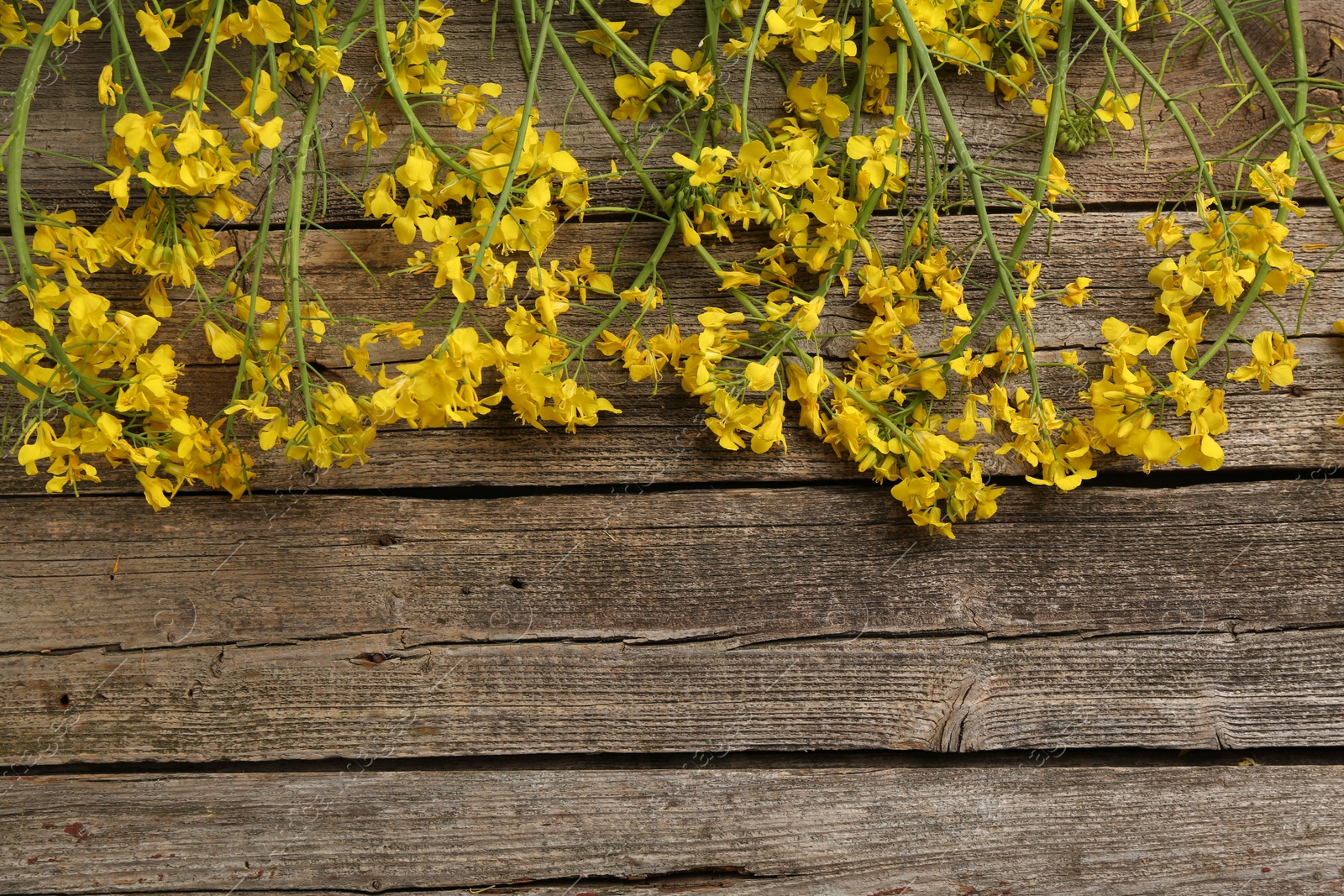 Photo of Beautiful rapeseed flowers on wooden table, flat lay. Space for text