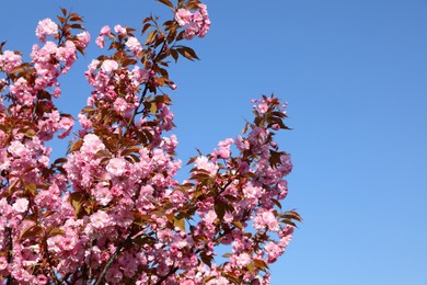 Photo of Beautiful sakura tree with pink flowers against blue sky, space for text