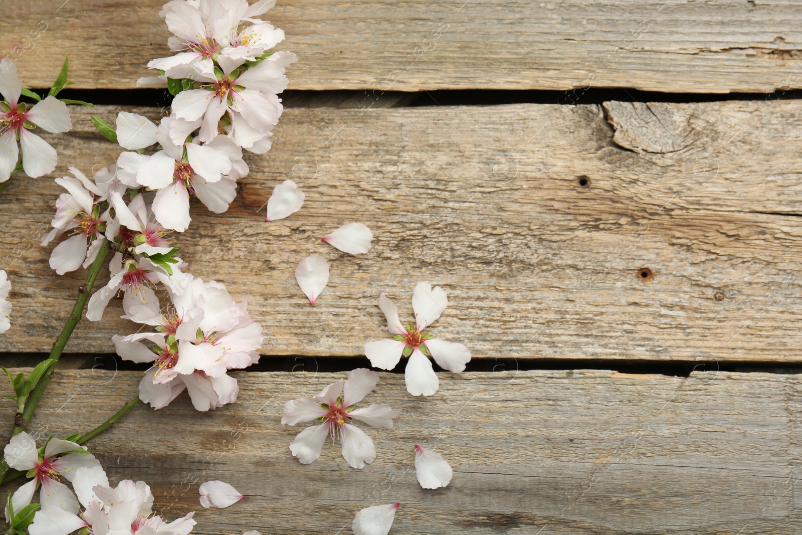 Photo of Spring season. Beautiful blossoming tree branch and flower petals on wooden table, flat lay. Space for text