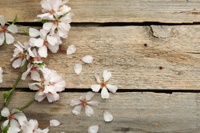 Photo of Spring season. Beautiful blossoming tree branch and flower petals on wooden table, flat lay. Space for text