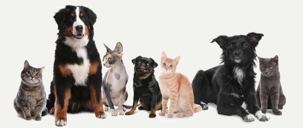 Cute dogs and cats on white background. Banner design