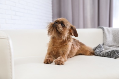 Adorable Brussels Griffon dog on sofa at home. Cute friendly pet