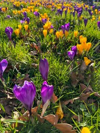 Photo of Beautiful yellow and purple crocus flowers growing in grass near autumn leaves on sunny day