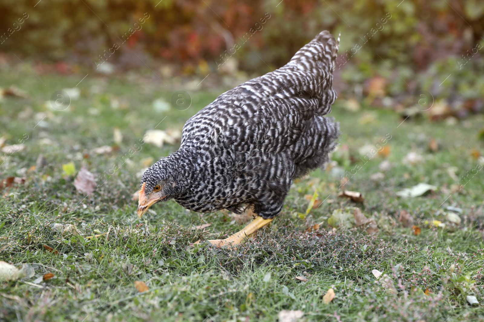 Photo of Beautiful chicken in yard on farm. Domestic animal