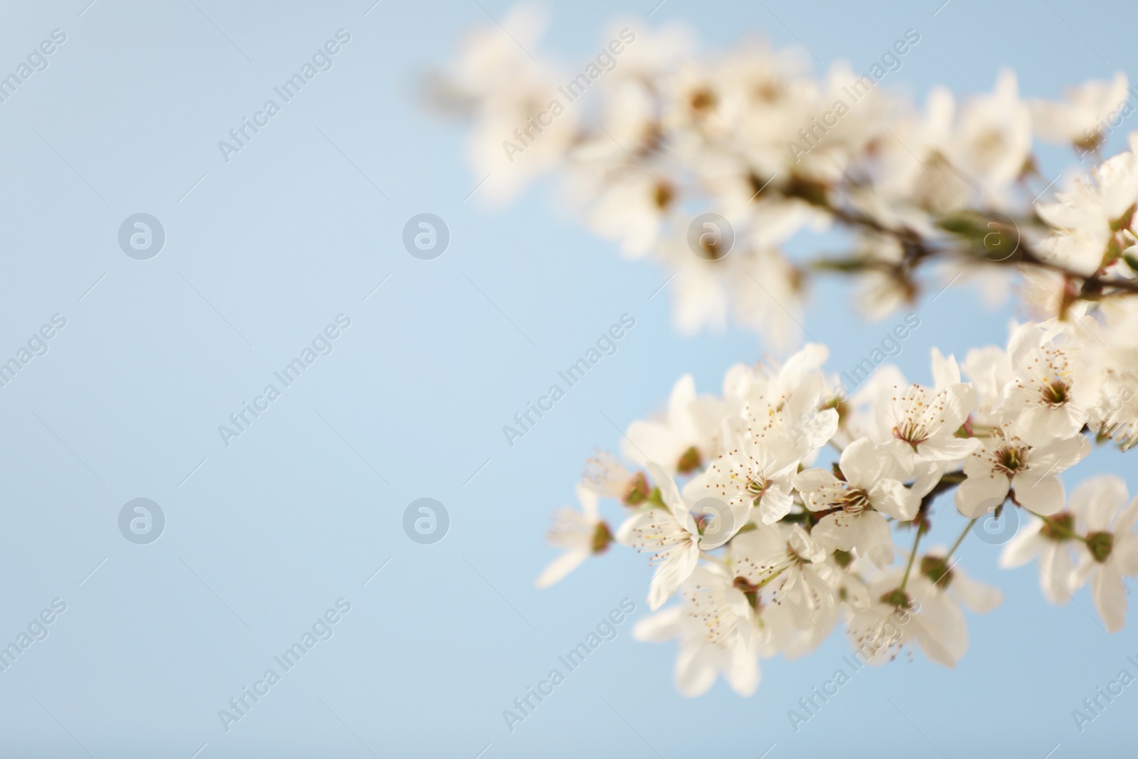 Photo of Closeup view of blossoming tree against blue sky on spring day