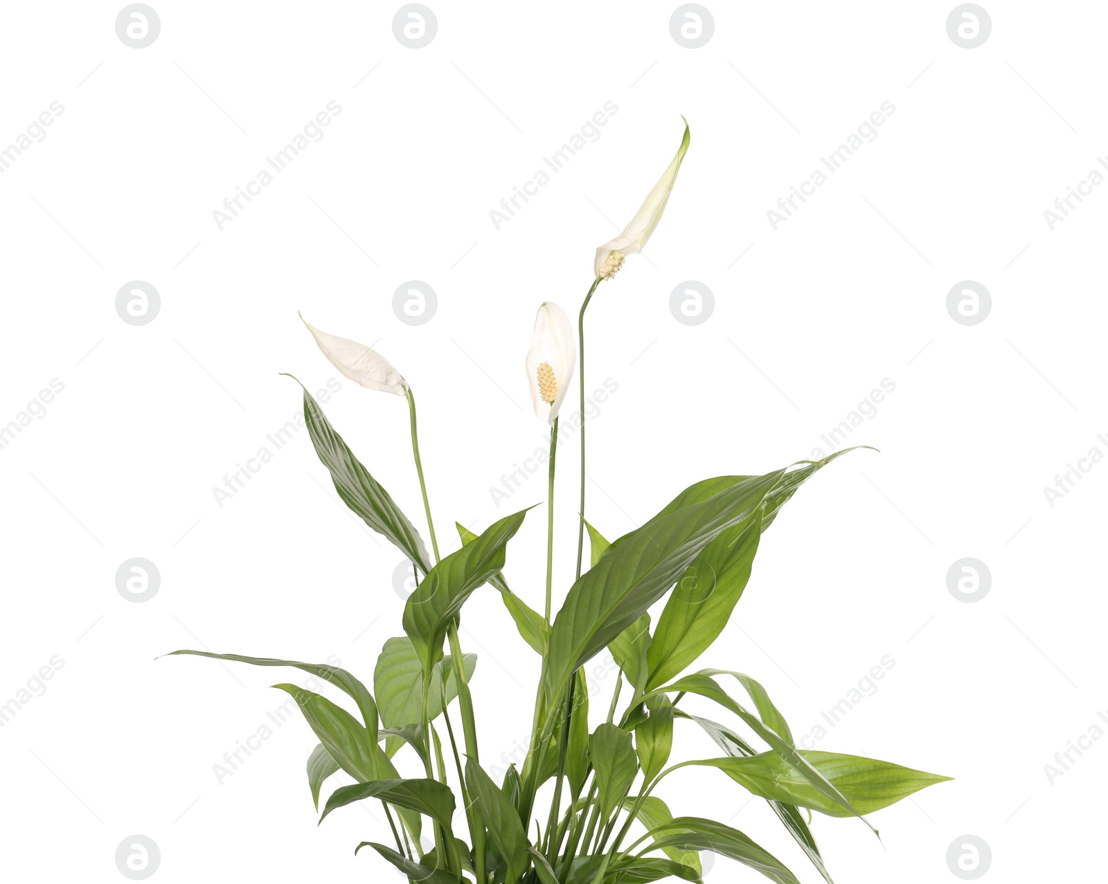 Photo of Blooming spathiphyllum isolated on white. Beautiful houseplant