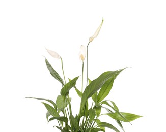 Photo of Blooming spathiphyllum isolated on white. Beautiful houseplant