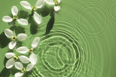 Photo of Beautiful flowers in water on green background, top view. Space for text