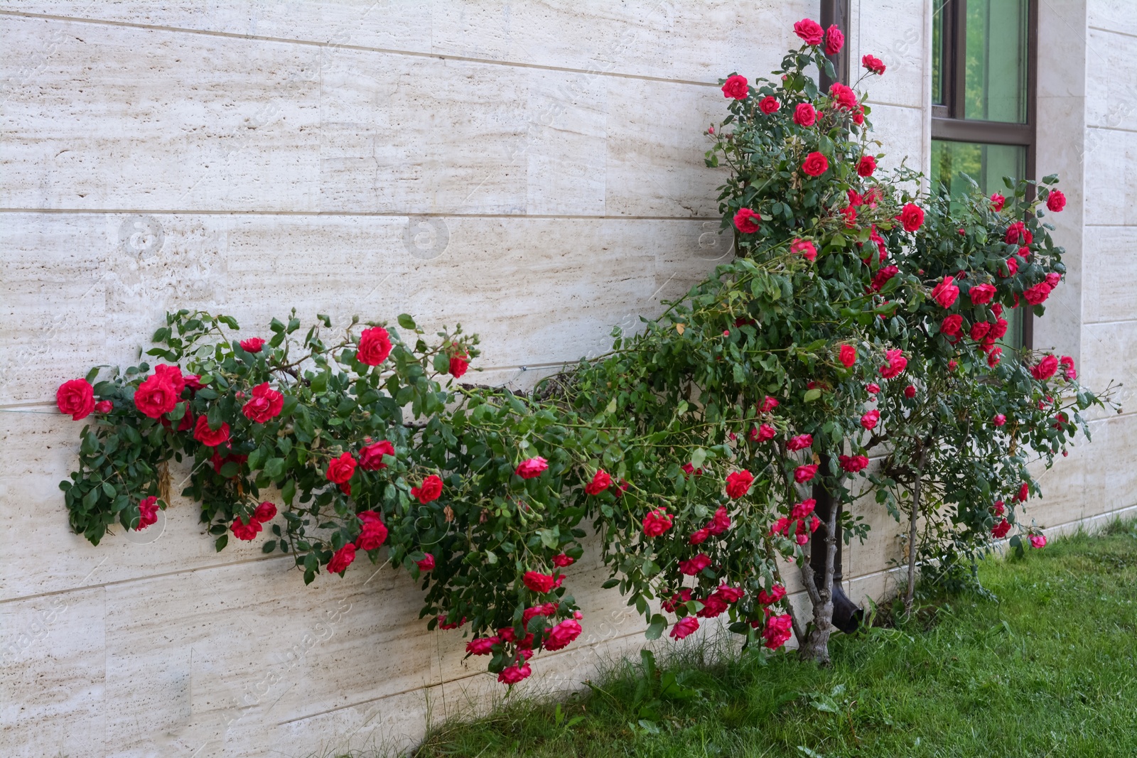 Photo of Beautiful blooming rose bush climbing on house wall