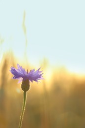 Beautiful blooming cornflower growing in field, closeup