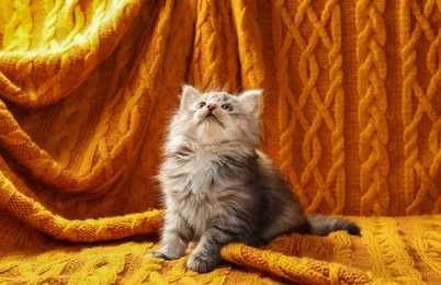 Cute kitten on orange knitted blanket. Baby animal