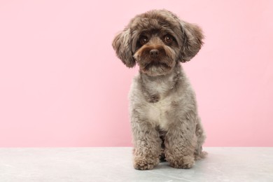 Cute Maltipoo dog on light grey table against pink background, space for text. Lovely pet