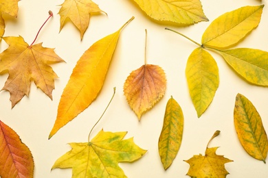 Flat lay composition with autumn leaves on beige background