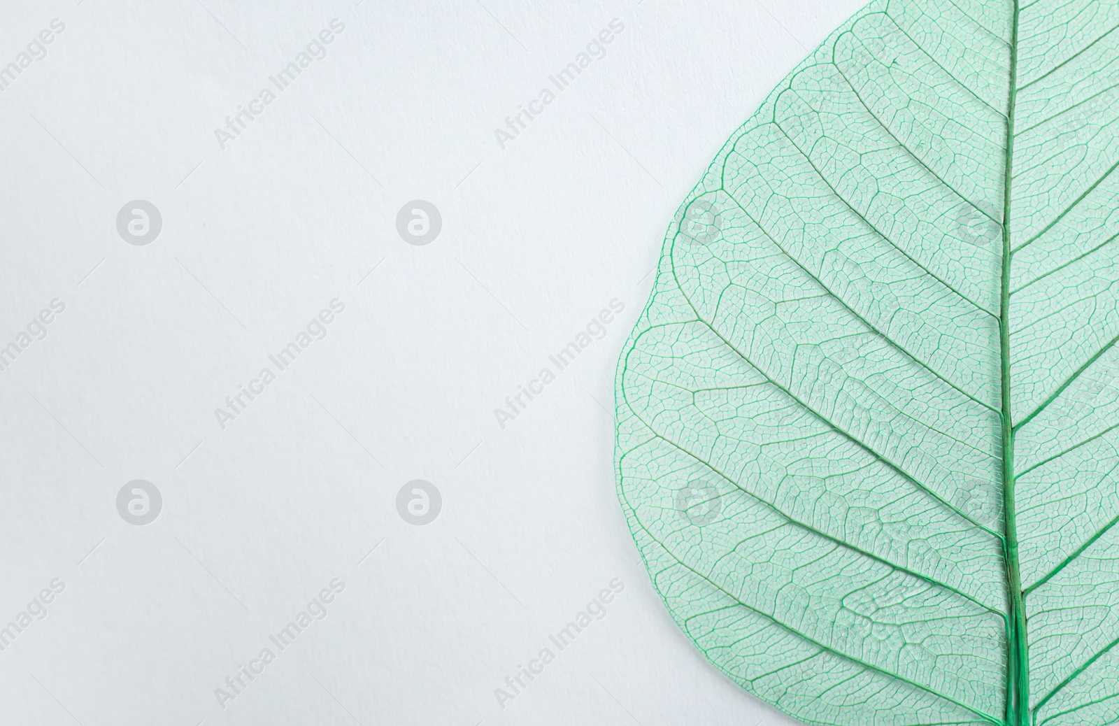 Photo of Beautiful decorative skeleton leaf and space for text on white background
