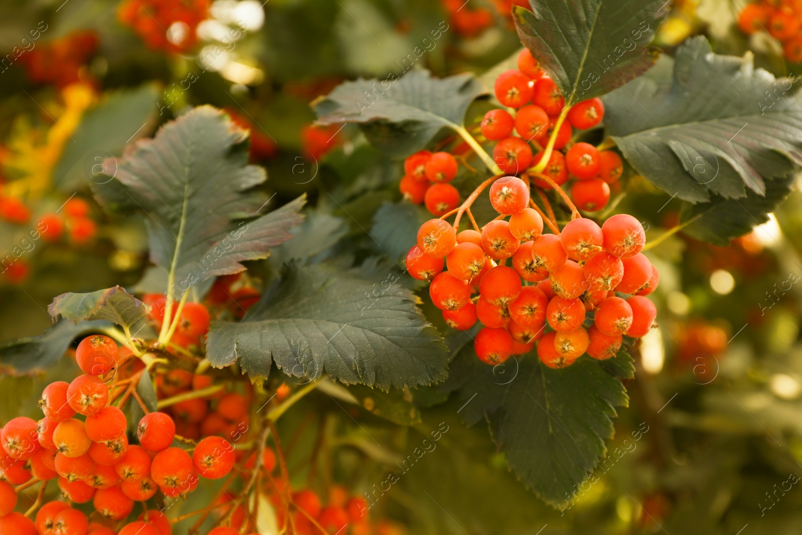 Photo of Rowan tree with many orange berries growing outdoors, closeup