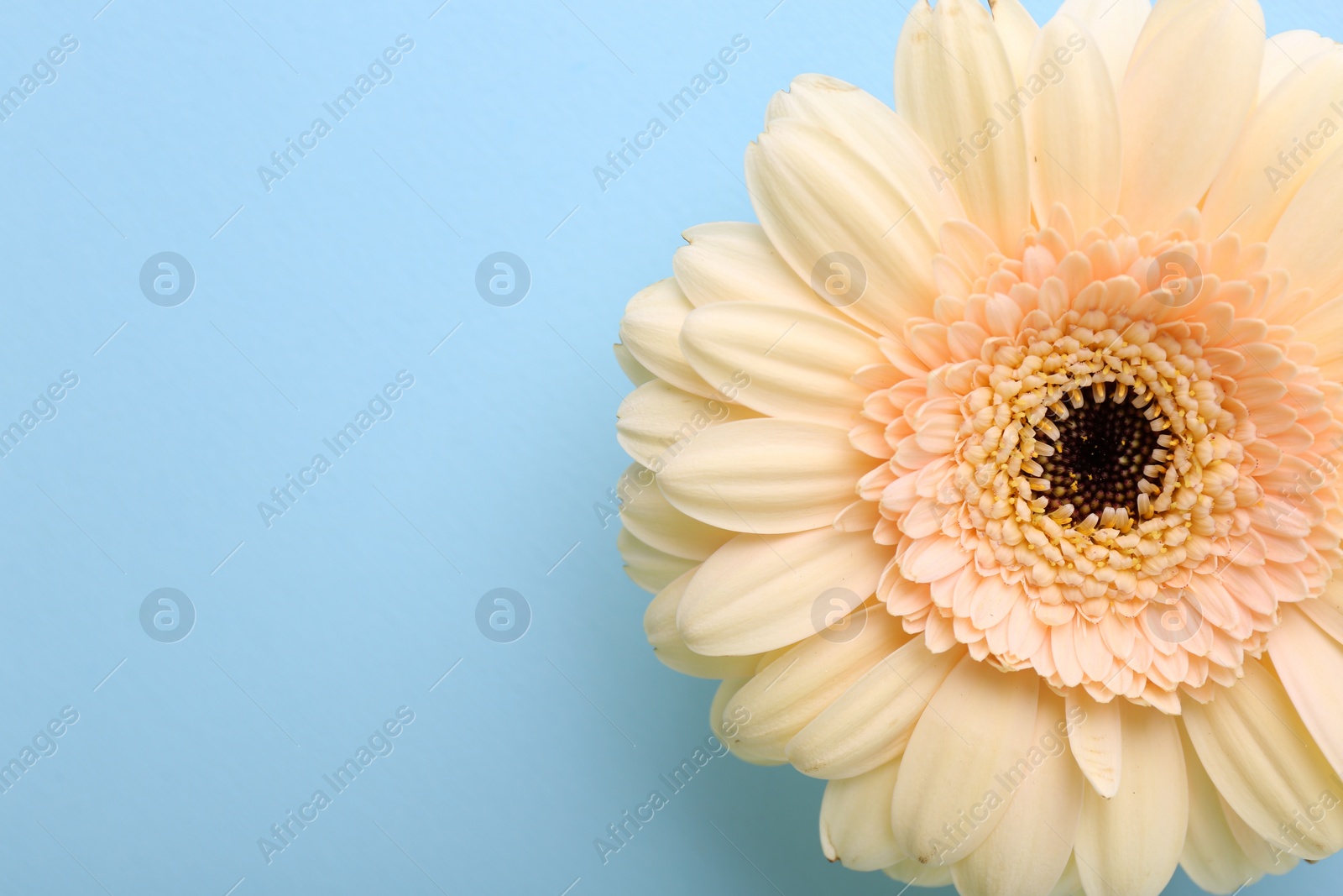 Photo of One beautiful tender gerbera flower on light blue background, top view. Space for text