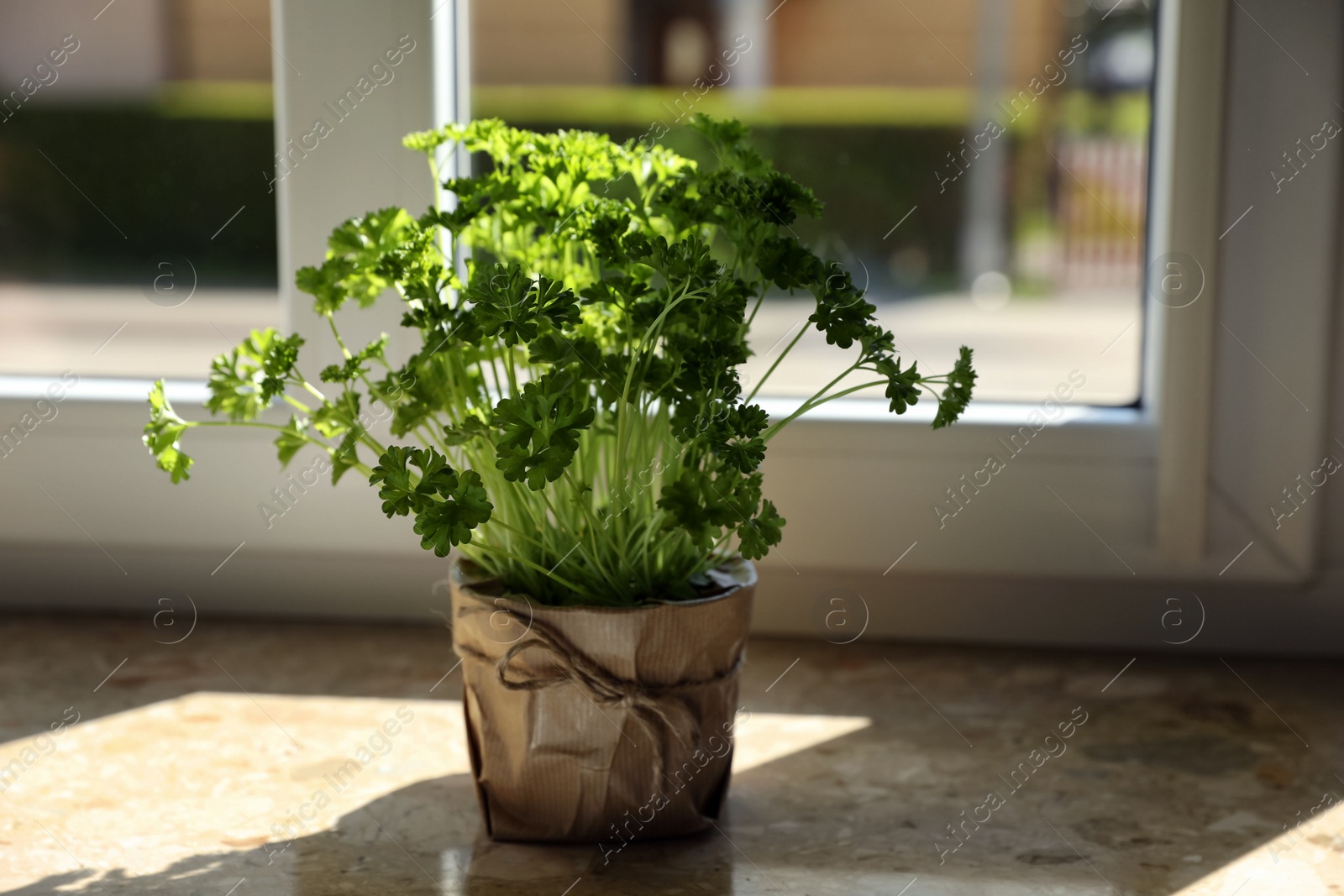 Photo of Potted parsley on windowsill indoors. Aromatic herb