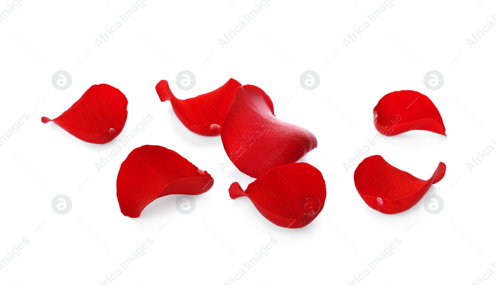 Photo of Fresh red rose petals on white background