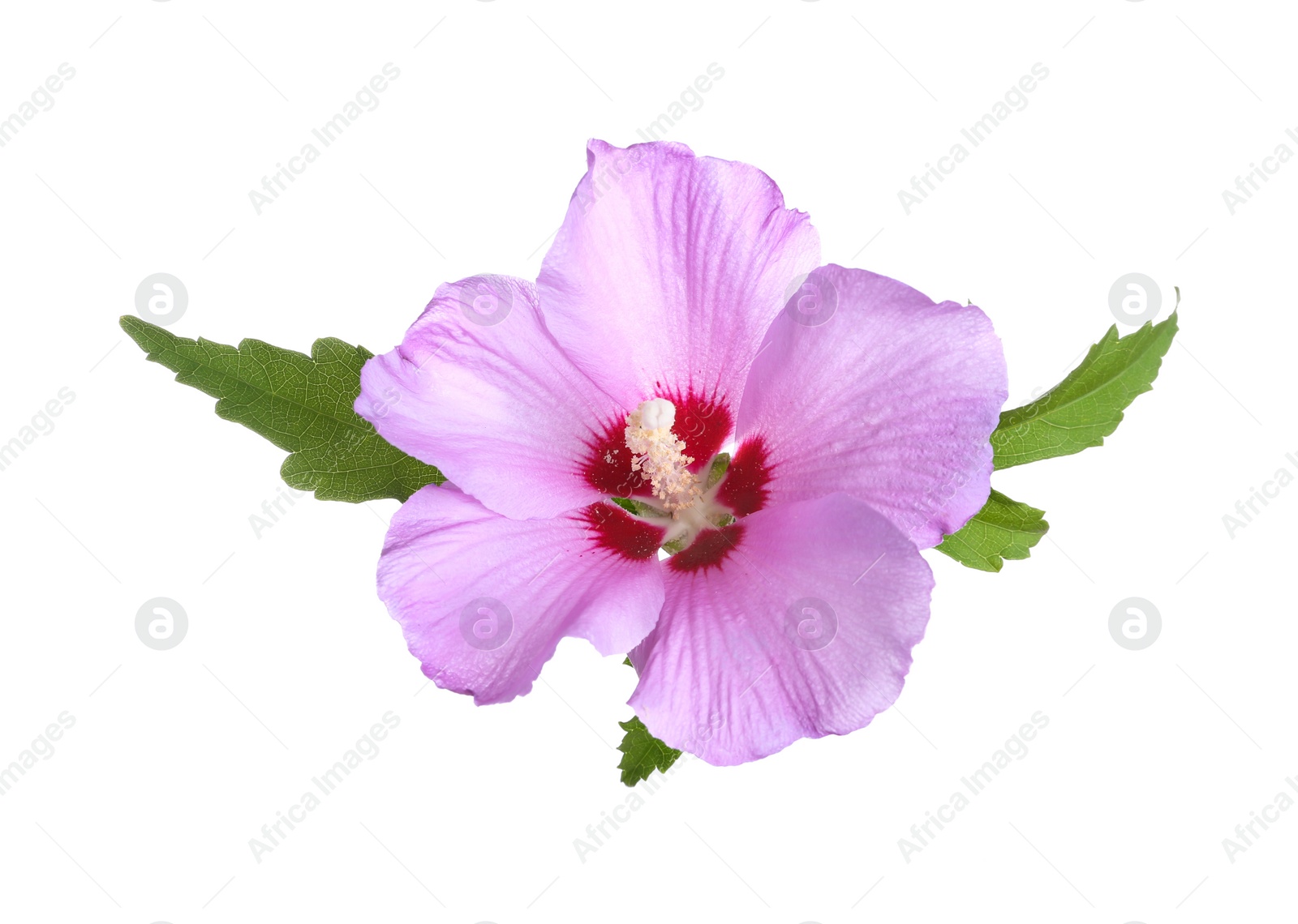 Photo of Beautiful tropical Hibiscus flower on white background