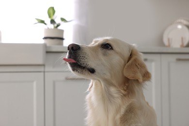 Photo of Cute Labrador Retriever showing tongue in kitchen at home