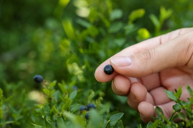 Photo of Woman picking up bilberries in forest, closeup. Space for text