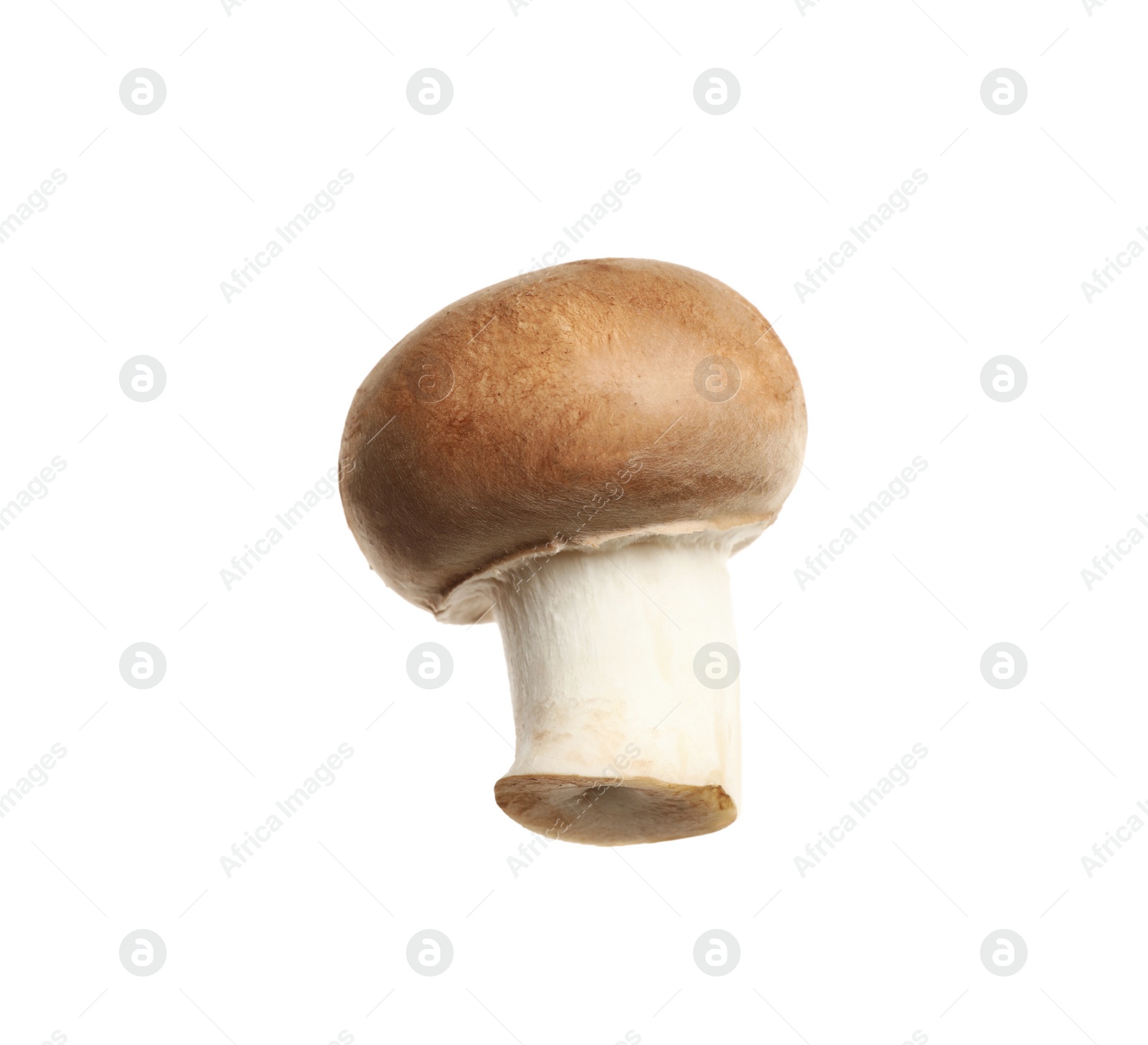 Photo of Fresh wild champignon mushroom isolated on white