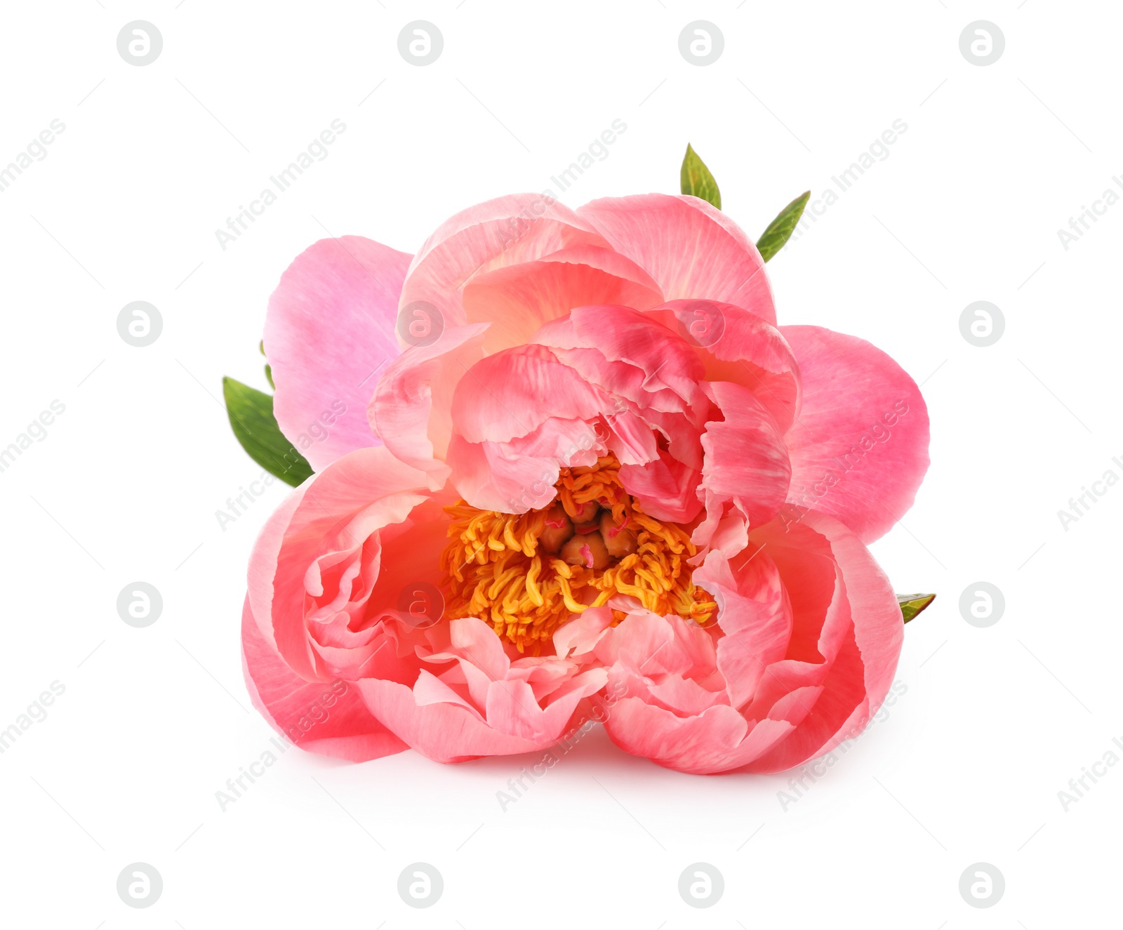 Photo of Beautiful blooming pink peony isolated on white