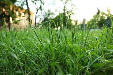 Photo of Lush green grass in park  on sunny day