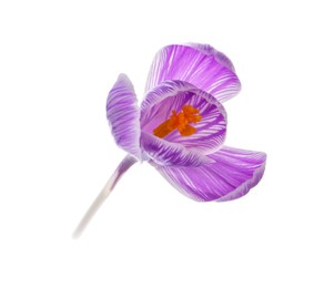 Photo of Beautiful fresh crocus flower isolated on white