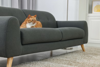 Photo of Cute ginger cat lying on sofa at home. Space for text