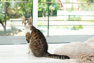 Cute cat sitting on window sill at home