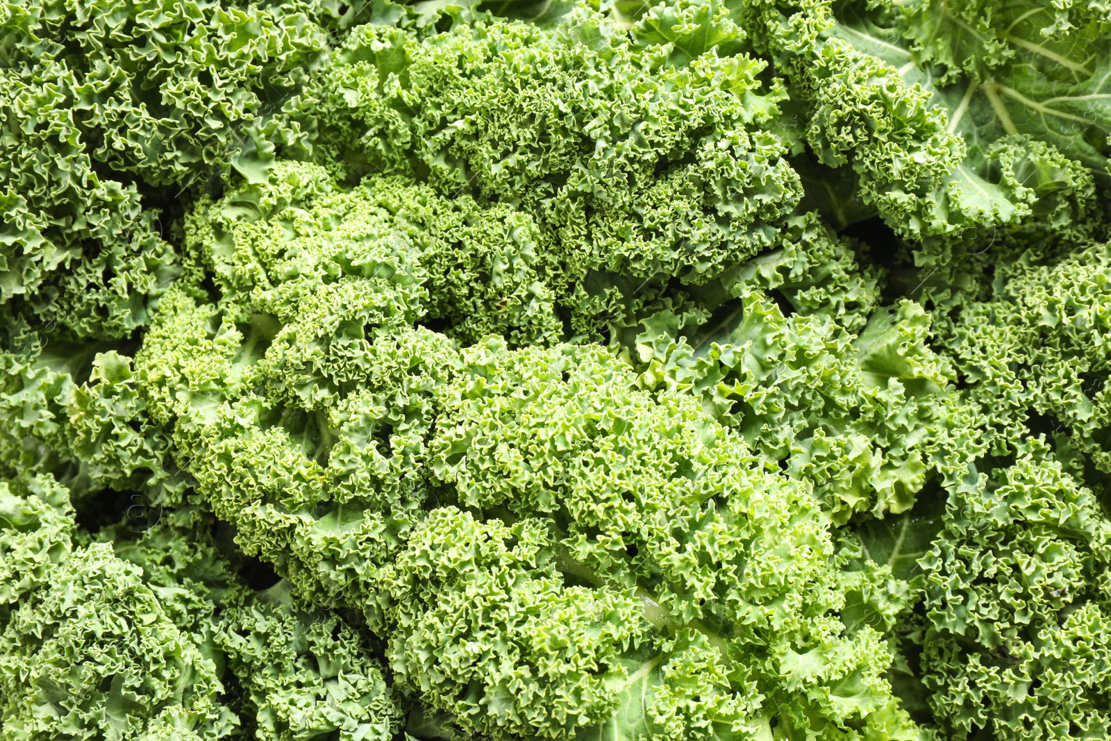 Photo of Fresh green kale leaves as background, closeup