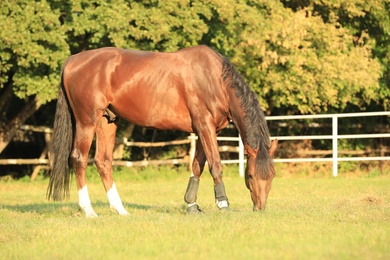 Photo of Beautiful chestnut horse grazing on green pasture