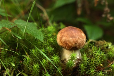 Photo of Fresh porcino mushroom growing in forest, closeup. Space for text