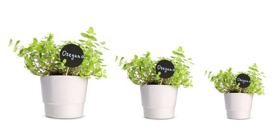 Oregano growing in pots isolated on white, different sizes