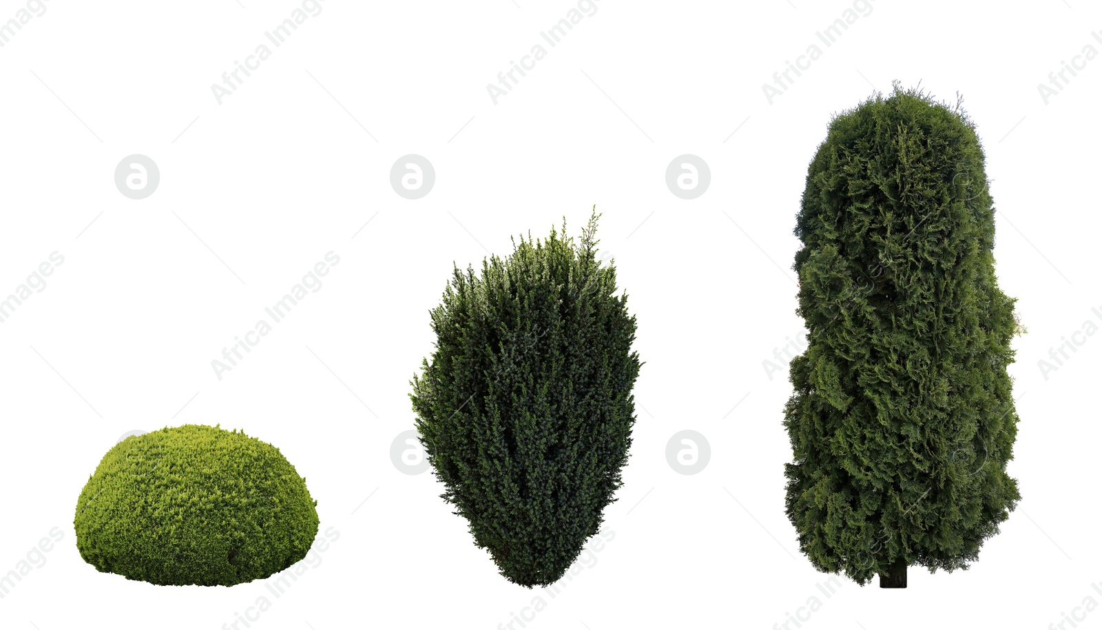 Image of Set with beautiful green coniferous shrubs on white background