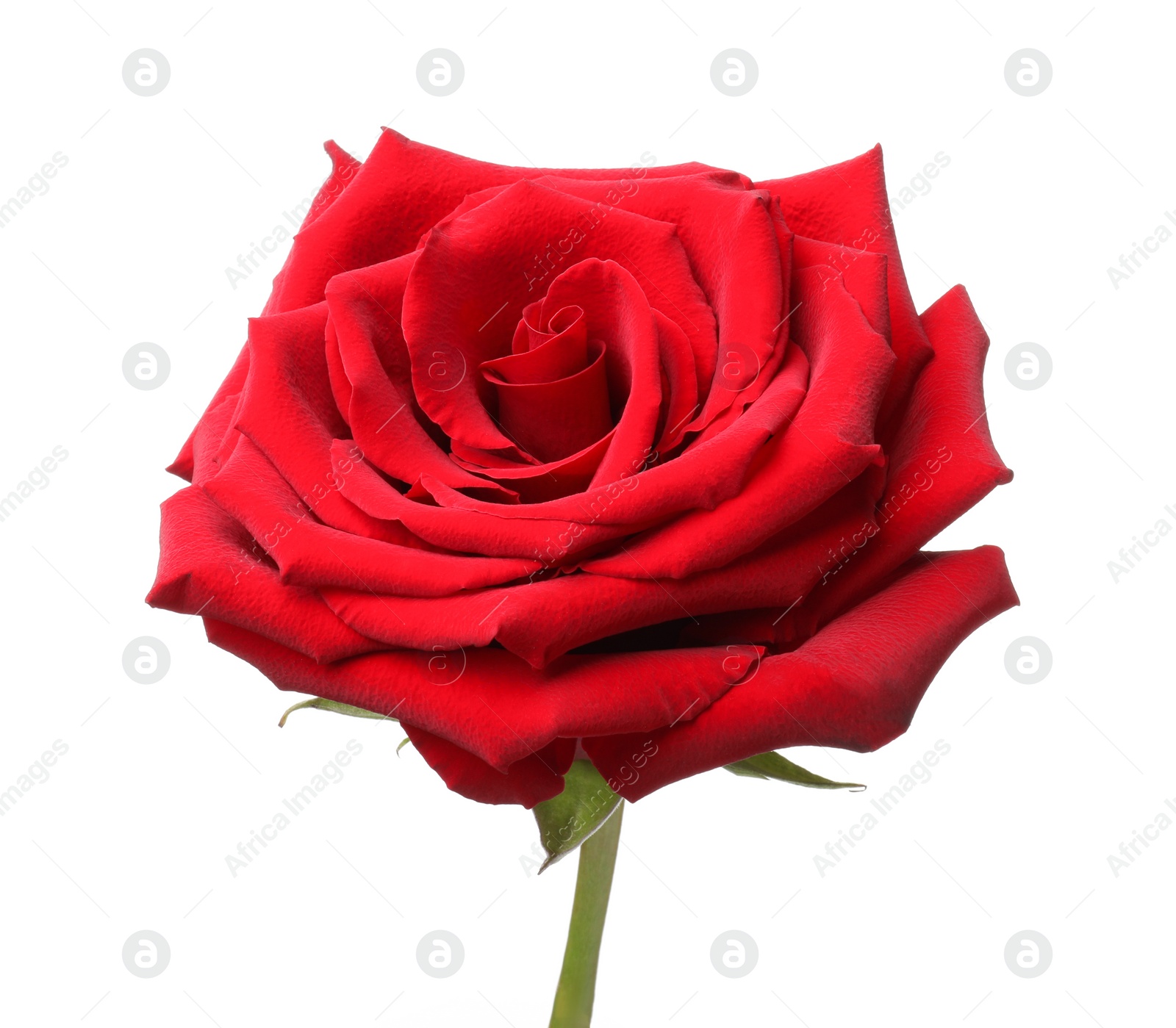 Photo of Beautiful fresh red rose isolated on white