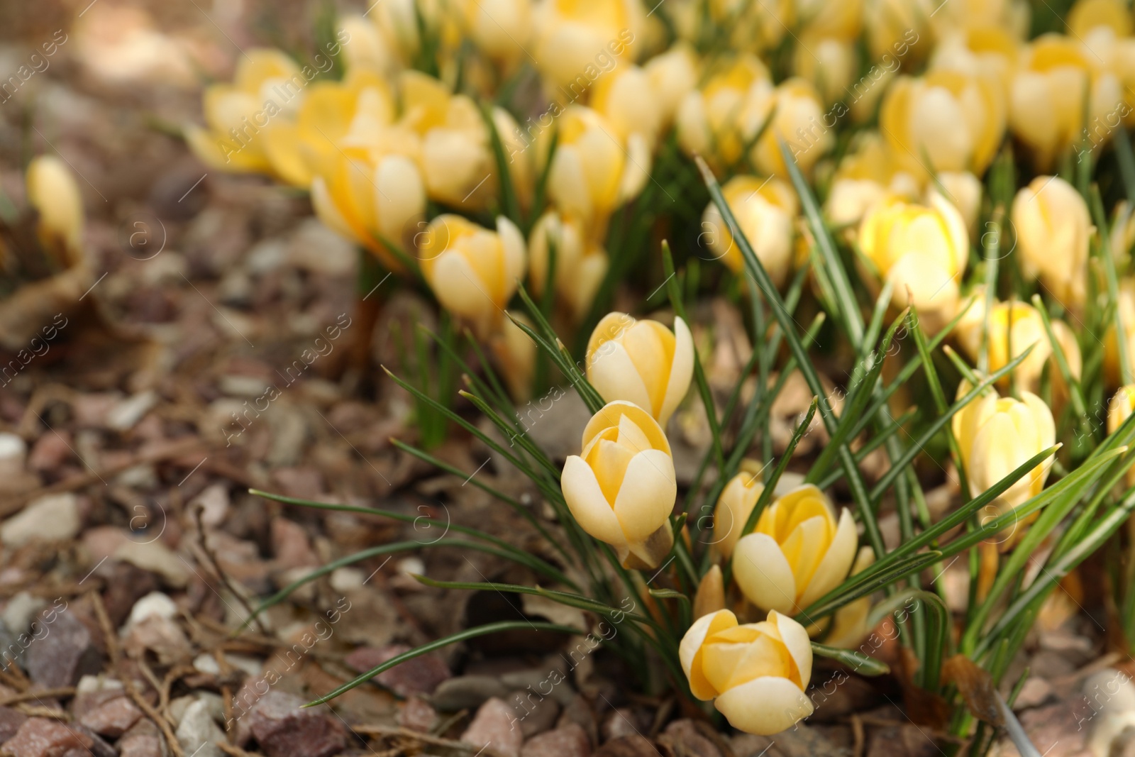 Photo of Beautiful yellow crocus flowers growing in garden