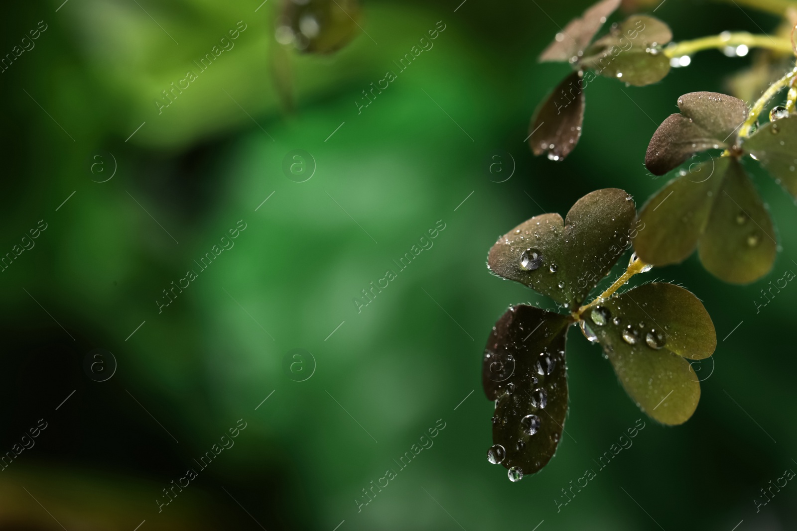 Photo of Beautiful green leaves with dew drops on blurred background, space for text