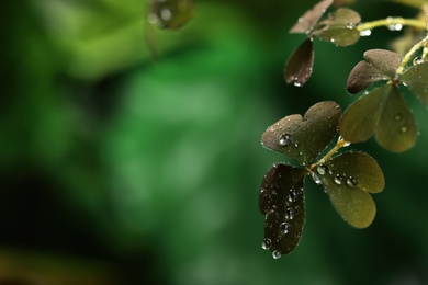 Beautiful green leaves with dew drops on blurred background, space for text