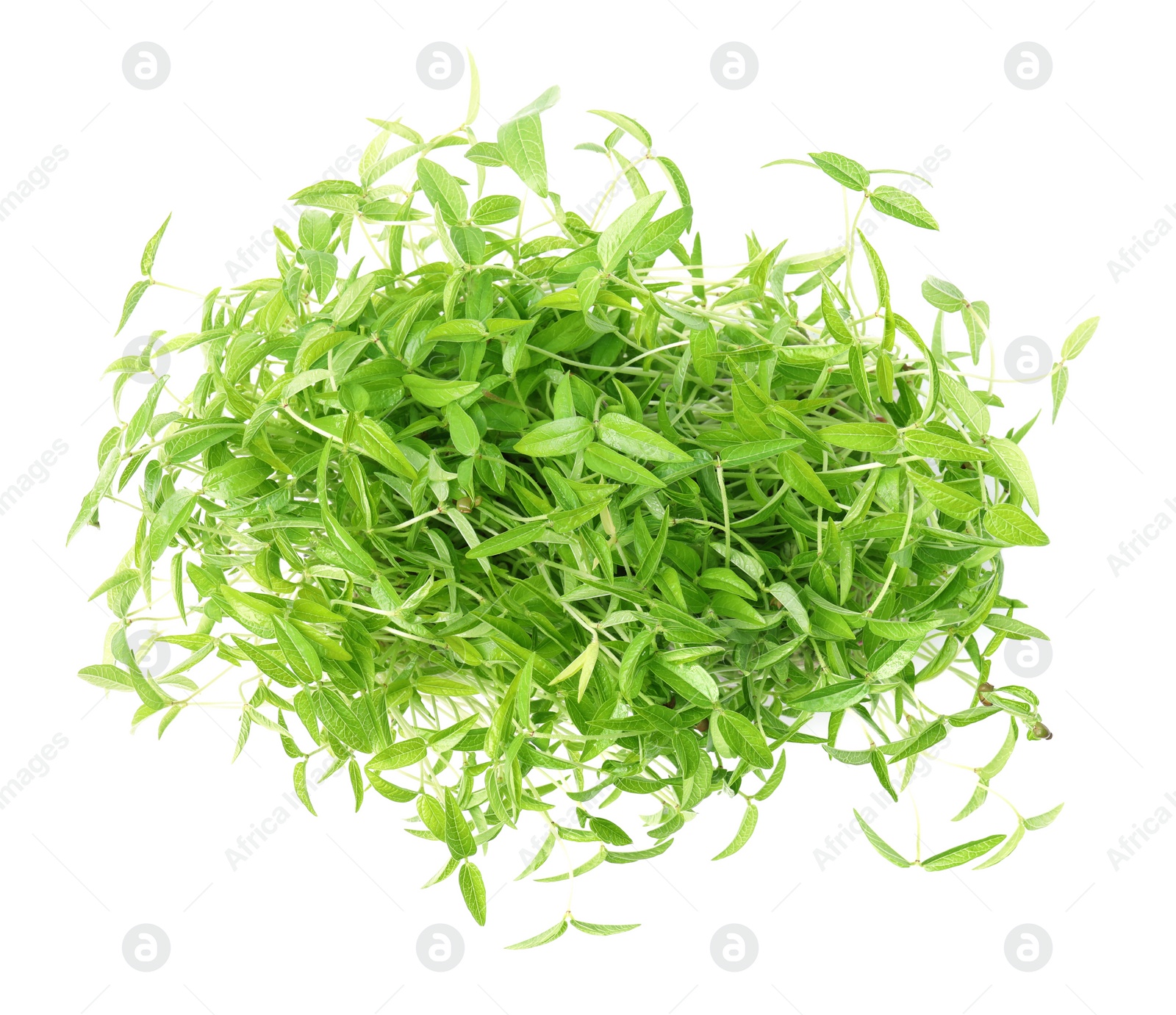 Photo of Mung bean sprouts on white background, top view