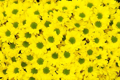 Photo of Chrysanthemum plant with bright yellow flowers, closeup view