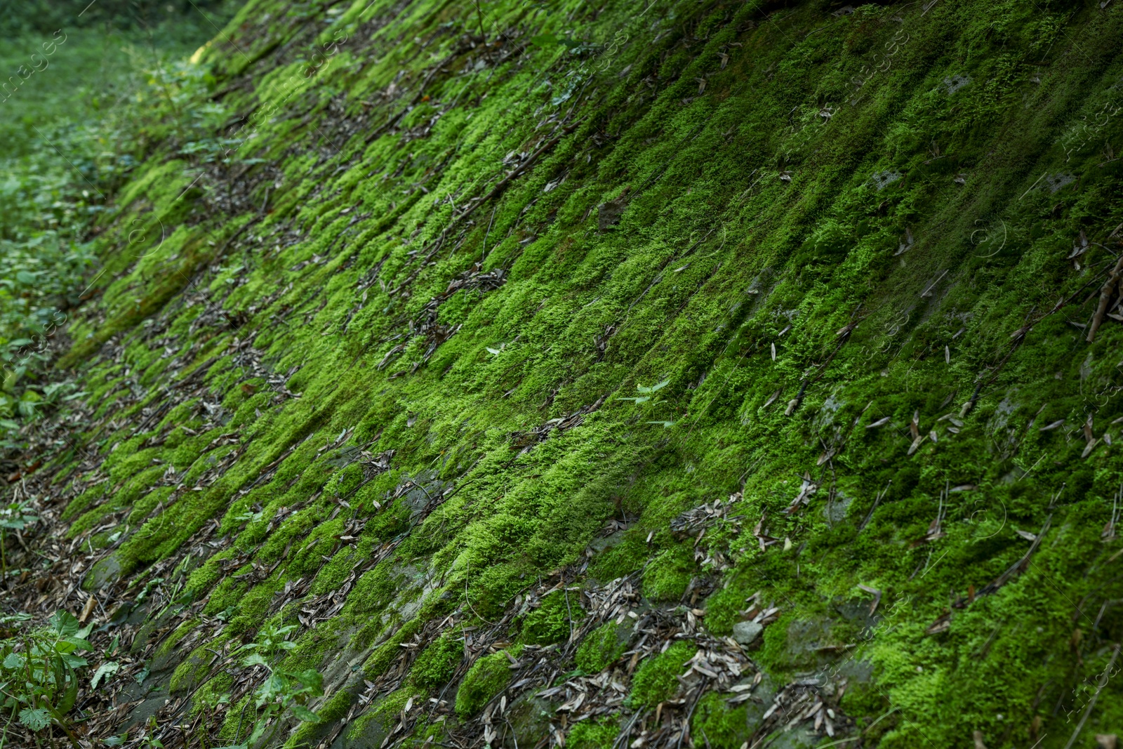 Photo of Stone wall overgrown with green moss outdoors