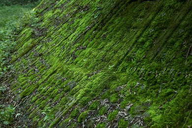 Stone wall overgrown with green moss outdoors