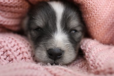 Photo of Cute puppy sleeping on pink knitted blanket, closeup