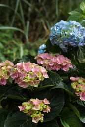 Photo of Blooming hortensia plants with beautiful flowers outdoors, closeup